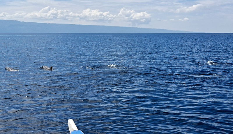 　經過半小時船程，終於見到海豚了，雖然不是第一次見到海豚，但能在大海中偶遇野生海豚，也是很興奮的。