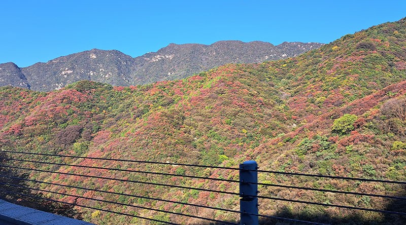 　遠看嵩山光秃秃，其實下半山植被還是很茂盛的，漫山紅葉，美得有些驚喜。