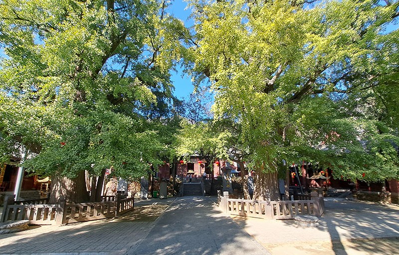 　舊寺新建，大雄寶殿前的兩棵千年銀杏樹則延續了寺院的歷史。