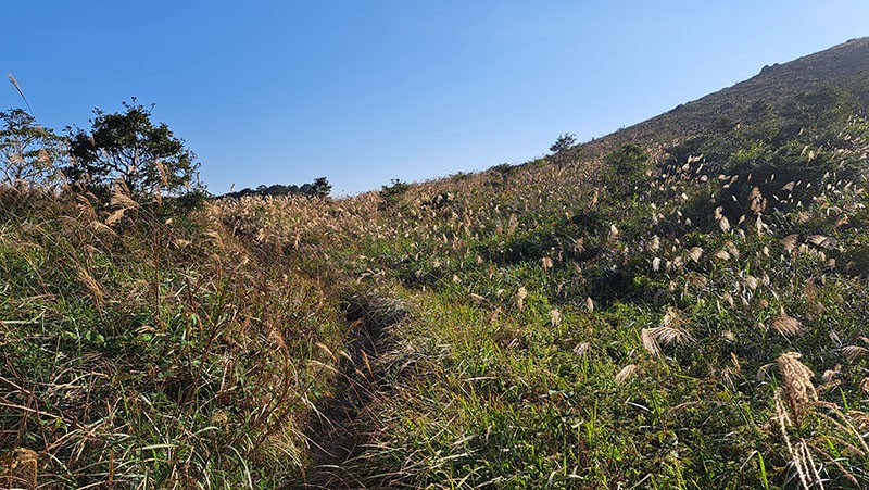 　此段時間，第二段大東山芒草該吸引不少人去打卡，原來此處也有不少芒草(L042,L043之間)，此段人不多，想怎麼拍都沒人爭入鏡。<br /><br />　今日週六，人很少，原來這週末正是毅行進行時。