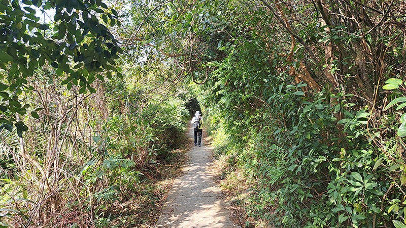 　樹林隧道。