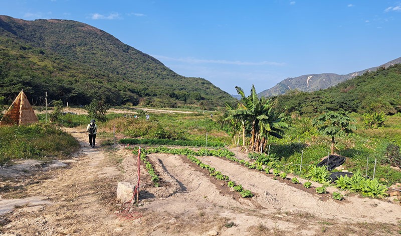 　其實對行山者並沒什麼影響，少見的菜田，景色甚至更好。<br /><br />　唯一影響是L063標距柱在村中小道，對集郵控來說有小遺憾。