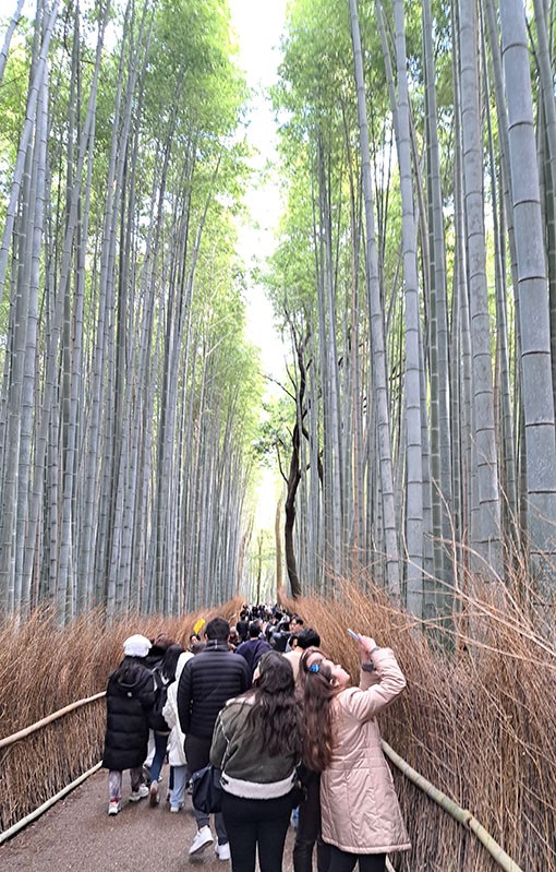 　好戲在後頭，原來竹林小徑最漂亮的竹林在比較後的地方。