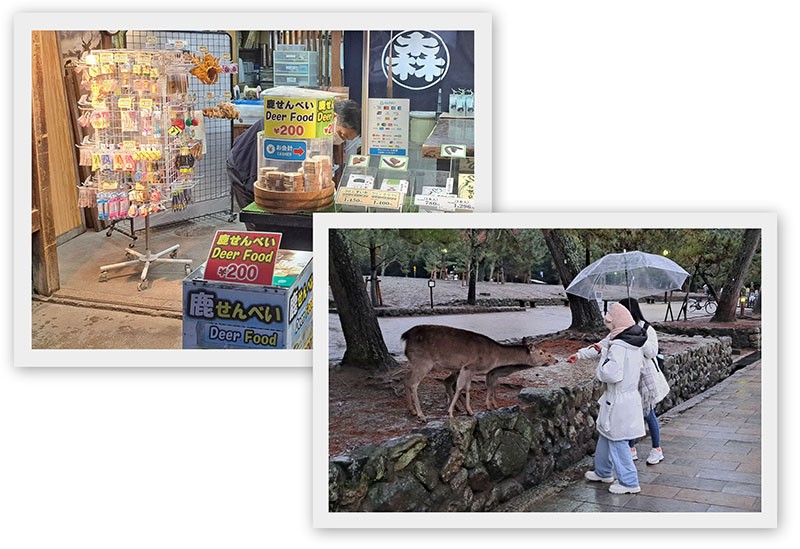 　附近的攤販、茶屋和伴手禮店均售有「鹿仙貝」，而販售仙貝的所得將做為鹿隻保育的用途，喂鹿已成了這裡一大吸引遊客的活動。