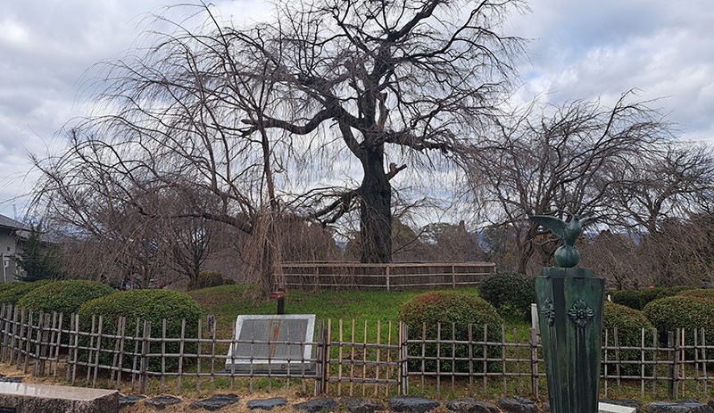 　再過就是円山公園（圓山公園），圓山公園是京都最古老的公園，是京都賞櫻聖地，有多達400棵櫻花樹!其中以「祇園の夜櫻」聞名全日本，就是這棵「櫻花女王（枝垂櫻王）」，當年賞櫻遊時有幸一睹其芳容。