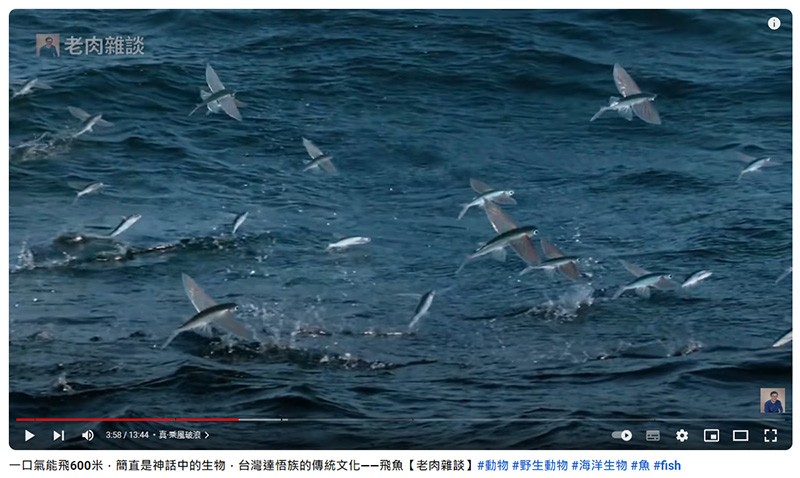 　飛魚季尾，據說飛魚已不多，天氣不好，加上散客，成團機會更低，只能在紀錄片中欣賞飛魚的英姿了。
