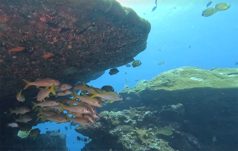 　但魚真不少。