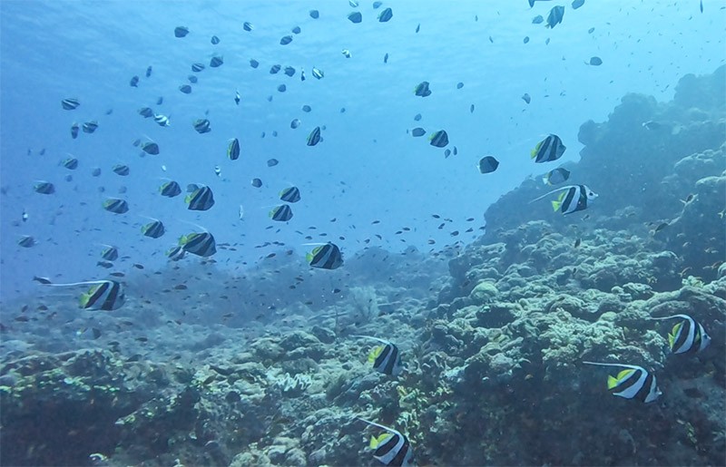 　這些可能就是柴口海底郵筒的原型尖翅燕魚，據說牠們生性活潑也喜愛與人接觸，更為綠島在地特色魚種，所以被選為柴口的海底郵筒造型。