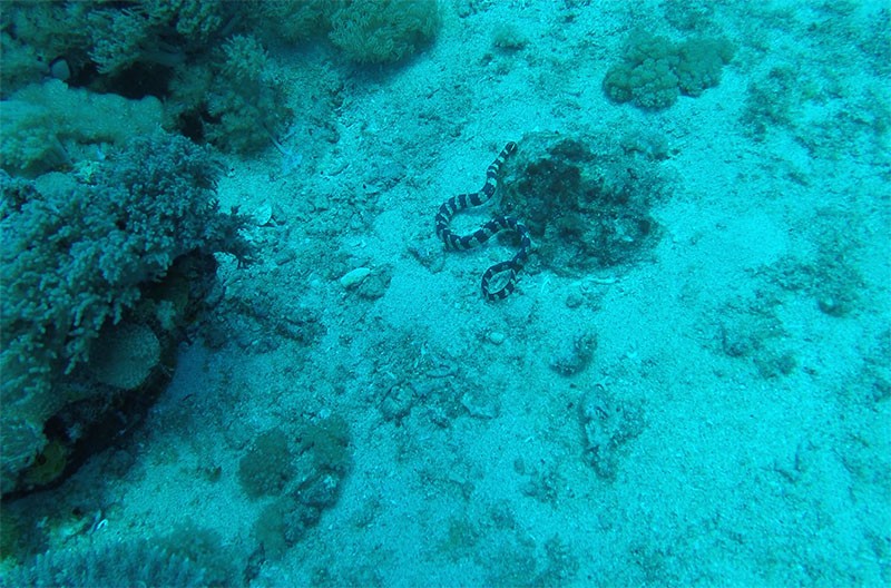 　海蛇。
