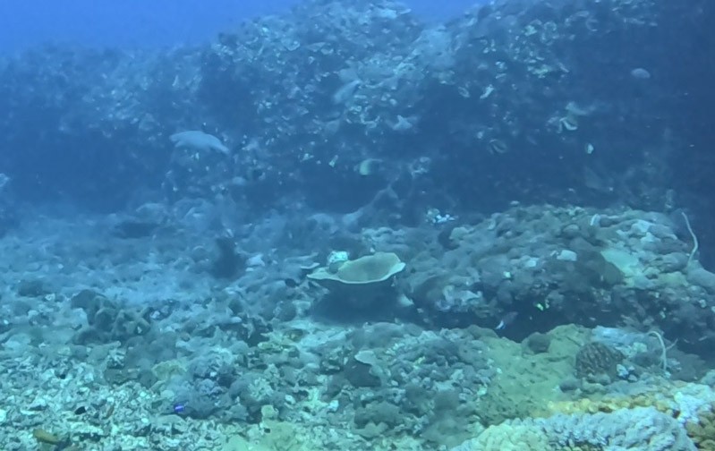 　鯊魚。