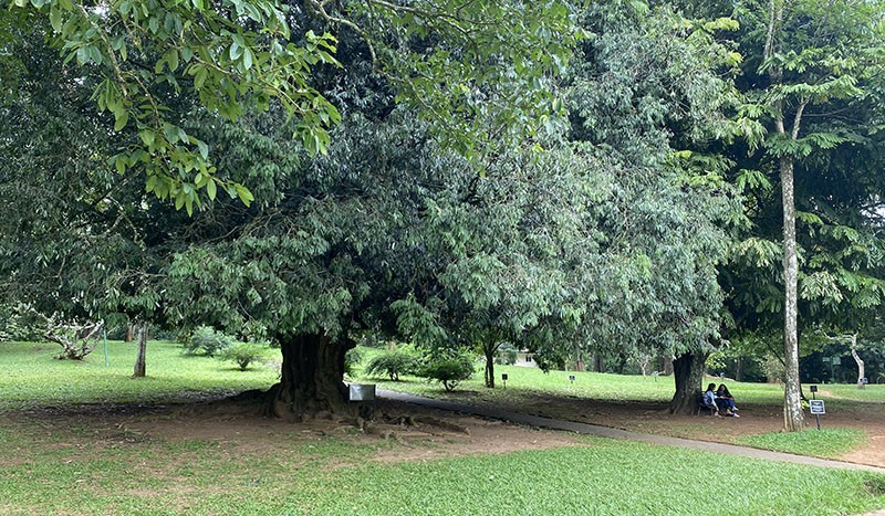 　大草坪邊上有紀念林木，是世界各國政要、皇室要員訪問植物園時親手栽種的樹木。