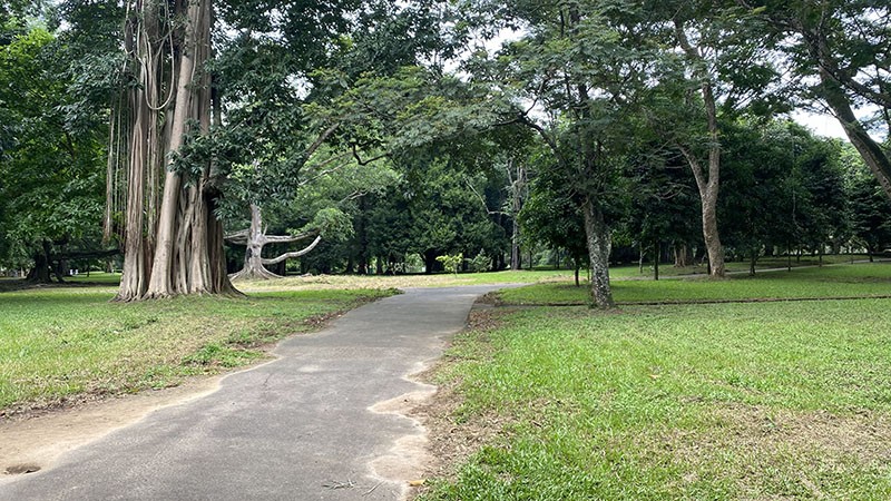 　植物園始建於西元1371年，曾經是康提國王的御花園，歷史悠久，所以也有不少大樹。