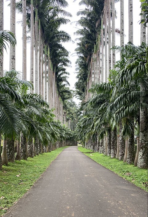 　菜王棕大道。