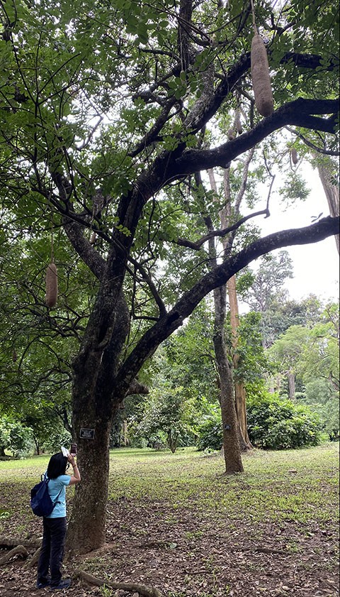 　園中有不少平時未見的樹，如香腸樹(Sausage Tree)。