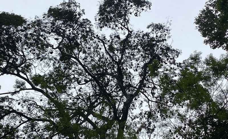 　有幾棵大樹樹頂黑色一點點，下面走過時突然&quot;天下甘霖&quot;，原來是Flying Fox歡迎我們。