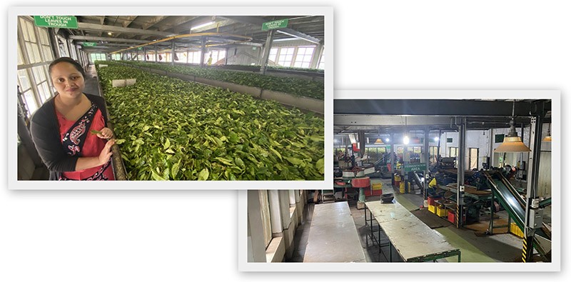 　有專人介紹茶的製程，近看茶葉跟想像中很大出入，茶葉又老又大又蟲害的樣子，但最終磨成粉，看來該沒什麼影響。<br /><br />　錫蘭茶歷史：斯里蘭卡在1860年代之前，不僅沒有紅茶的種植，而且全島普遍種植咖啡。然而在1865年真菌傳染病影響，造成全島的咖啡樹幾乎死亡殆盡，才開始專注轉移至茶種植。1867年蘇格蘭人James Taylor來到錫蘭製作出第一批錫蘭茶，並在英國的拍賣會上賣出好價格，從此開啟了錫蘭紅茶的歷史。如今紅茶是斯國最主要的經濟來源，其年產量高達30萬公噸。1972年錫蘭獨立後改名斯里蘭卡，但錫蘭這個名字已成為世界上最優質的茶的代名詞。
