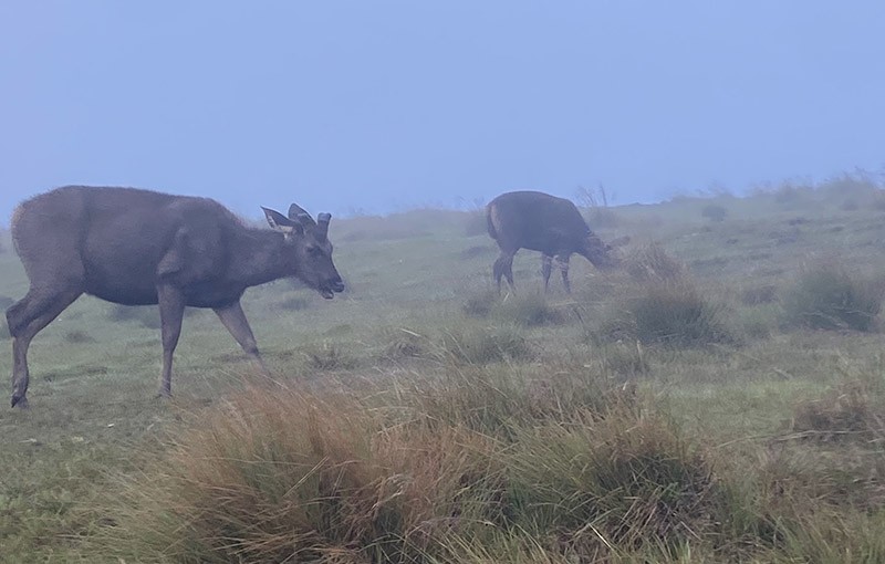　斯里蘭卡桑巴鹿（Sambar Deer）比其他國家的鹿相對更大。雄性有大鹿角，但雌性沒有。