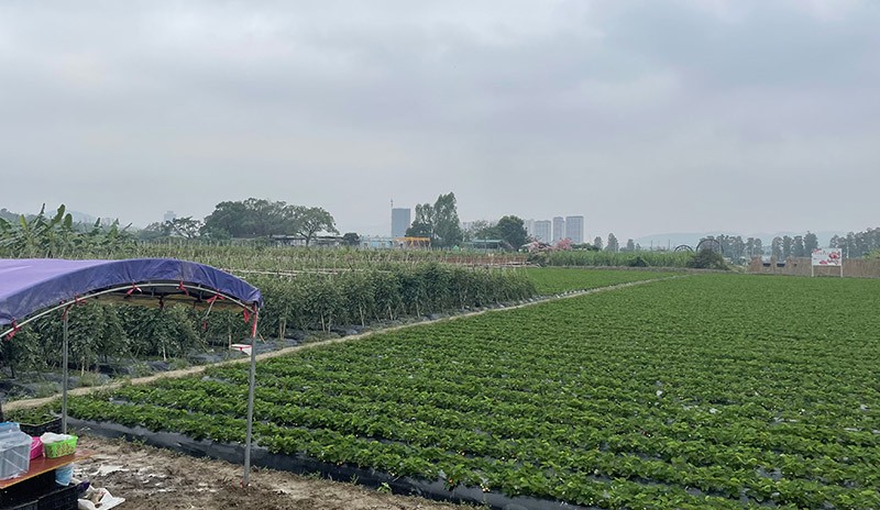 　除了稻田，還有其他果田準備好給大家來采摘了。