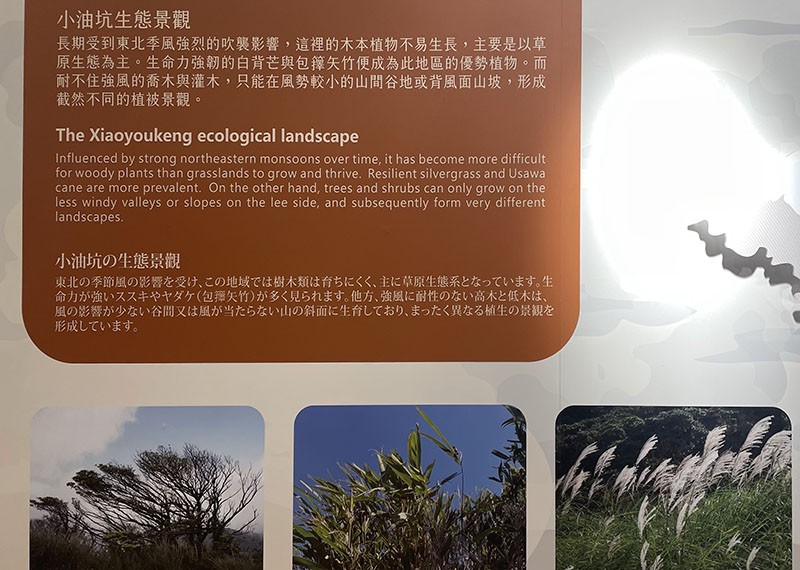 　長期大風，吹到樹都生不了。
