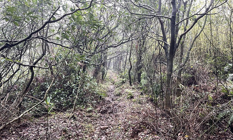 　走了一兩公里芒草小道，開始有些樹木，但路向並不明顯也有分岔，更擔心的是手機開了導航耗電很快，不知後面情況如何，只能關了導航慳住電用。幸好在一些分岔路口，有一些登山團體綁有標示帶，跟著標示帶一直向著下坡方向走總算沒走錯方向。