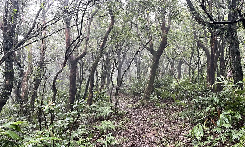 　隨著海拔降低，沿途植被也由芒草變成灌本。