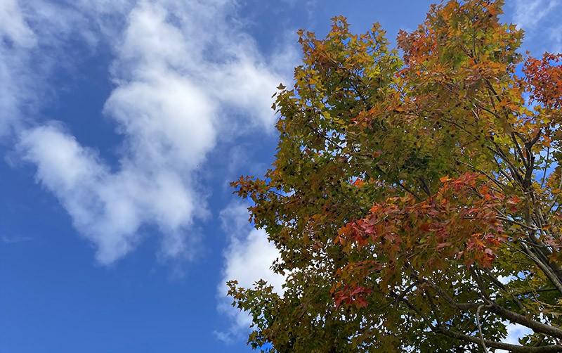 　今天天氣不錯，不知陽明山山上的天氣還會不會像前兩天那樣糟糕呢？
