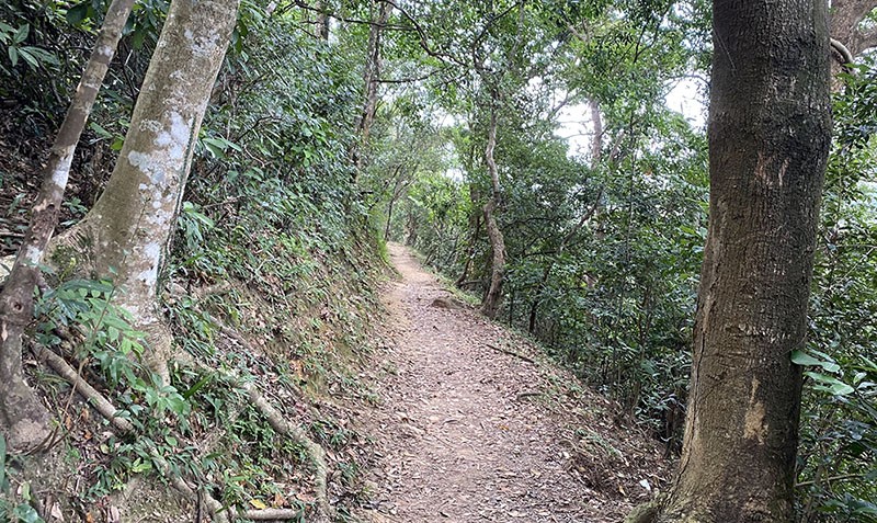 　林間小路。