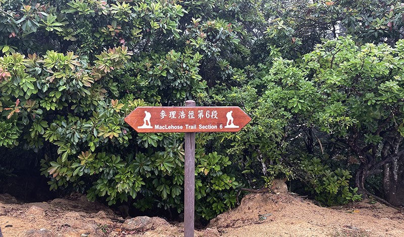 　又見麥理浩徑，衛奕信徑66標距柱與麥理浩徑120標距柱在此打個招呼。
