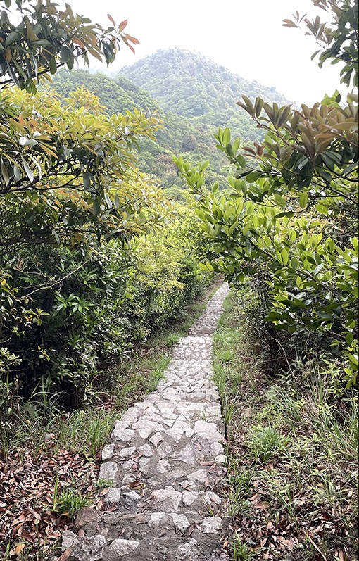 　八仙嶺的路徑主要在山脊上，早些年的圖片似沒什麼樹，現在樹木長得挺高，不太令人感覺是在山脊上行走。