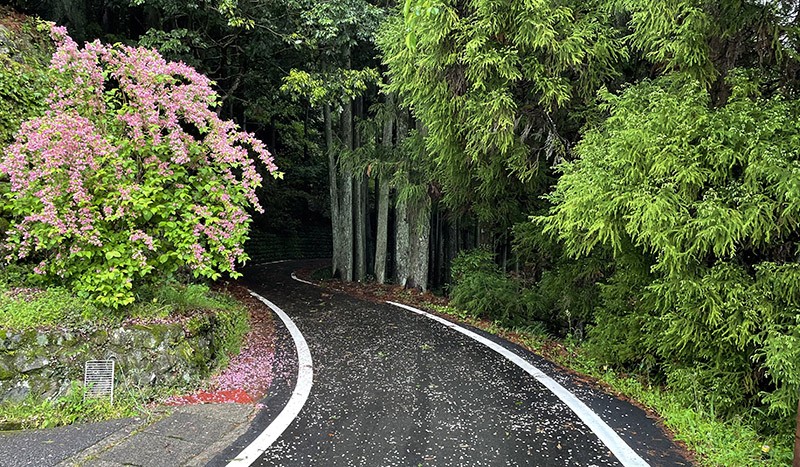 　走了幾百米山路小徑又重回水泥路。