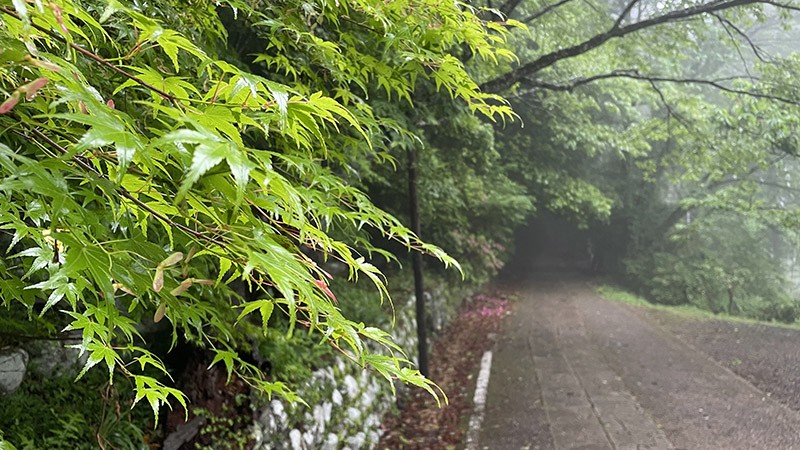 　被雨洗滌過的青山，滴著滿山的翠綠。