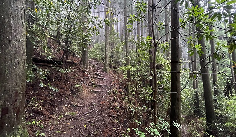 　山路辛苦些，但這才像行山。