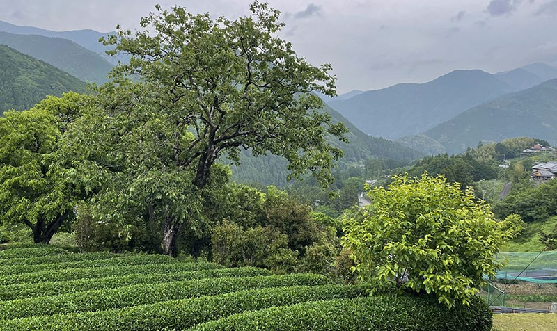 　通過發心門王子不久後，會經過發心門村。