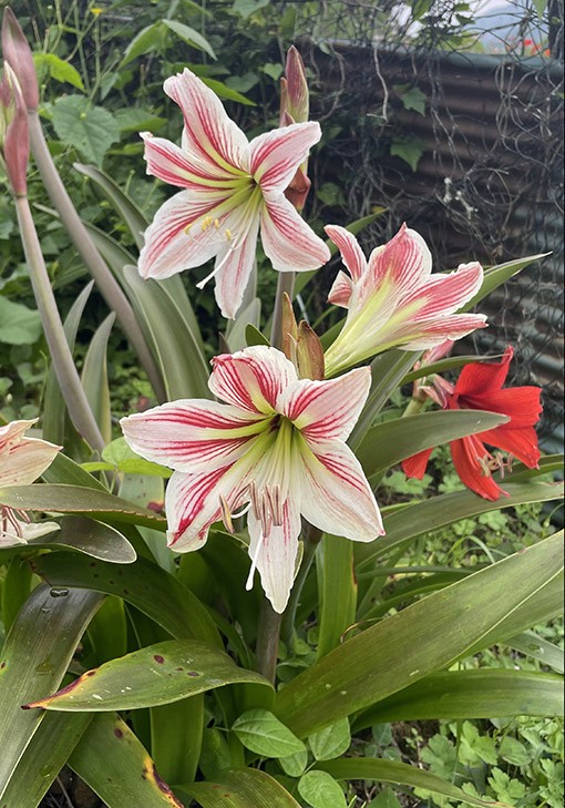 　這朵花兒代表此時的心情。