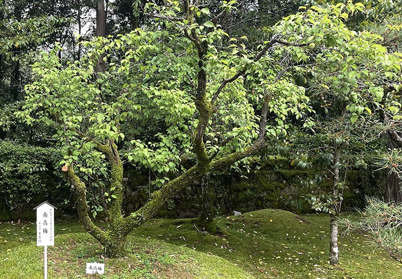 　在此也能見到梅樹。