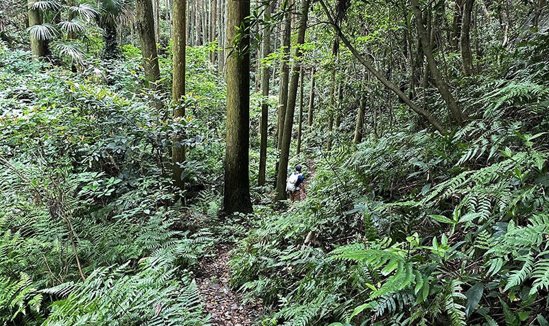 　高野坂是離巴士總站三四公里的熊野古道之一段，來前沒太細心做功課，只根據GOOGLE MAP地圖找，結果入口有些原始。