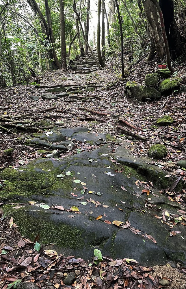 　估計走這條熊野古道的人不多，有石的地方多數都生青苔了。