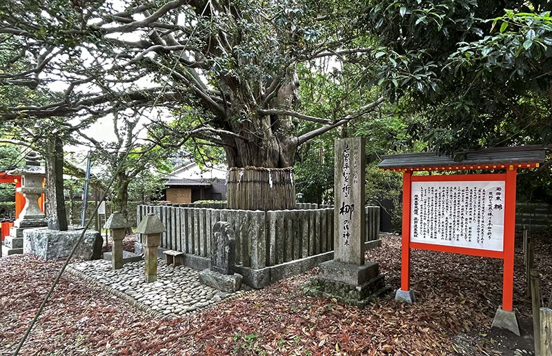 　神社內聳立著一棵被列為日本國家天然紀念物，推定樹齡近千年的大梛神木。因其樹葉呈現左右對稱的形狀，而被認為有夫妻圓滿的含意，當地人都會將梛樹樹葉拾起帶在身邊，保佑旅途平安。