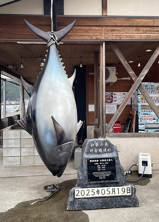 　市場門口吊著一條這裡捕撈過最大的鮪魚模型，重達 450公斤。