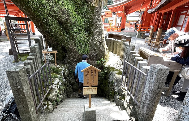 　主神社旁邊有一棵巨大的樟樹，樹齡接近千年，被奉為聖樹。樹幹上有一個天然凹洞，剛才還有不有人排隊穿過它，此時已無人，任玩唔嬲。