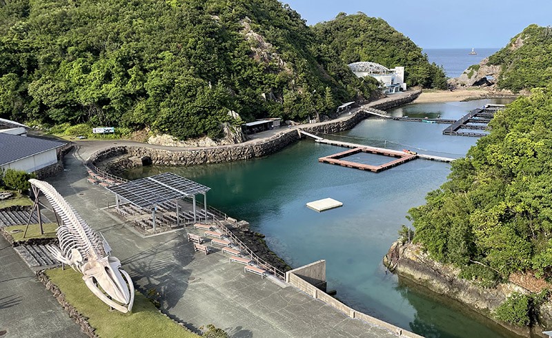 　天台可以鳥瞰一下整個展區。現在的博物館是以前捕鯨的海灣，這海灣停止捕鯨但捕鯨並沒有在此停止，據說附近有一個被圍起來的神秘海灣，是當地人捕殺鯨豚的秘密地方，目前太地町仍視捕鯨為傳統文化，維持過去的「驅獵海豚」傳統，每年九月到三月期間，將途經的海豚集體引入太地海灣的淺水海域，以魚網圍困住海豚後，直接在水中大量屠宰。<br /><br />　2009年美國導演路易·皮斯霍斯以偷拍的方式將太地町大量獵捕海豚的行為拍攝成紀錄片《血色海灣》,令小小的太地町成為世界關注的地方。
