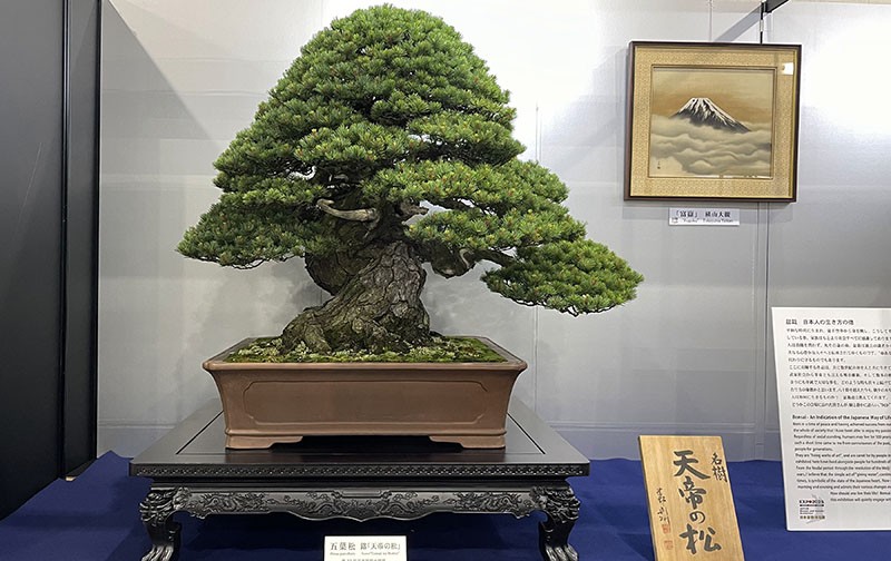 　這棵天帝之松似不簡單。