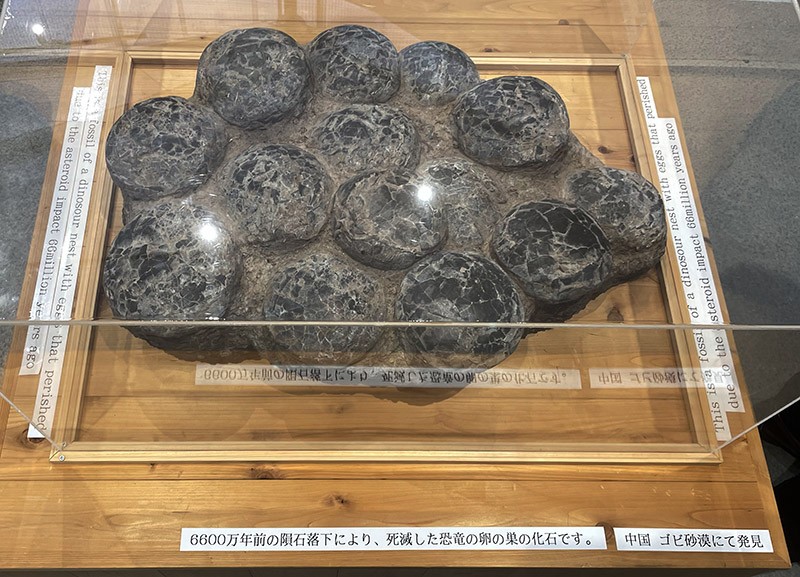 　剛參觀完台灣館，雖然覺得很精彩，但排隊一小時，一來累二來只能參觀幾個館。到處走走，走到最偏遠的未來生活館，見不多人排隊，不知有什麼參觀，但也進去看看，原來是一隕石化石館。<br /><br />　恐龍蛋化石。