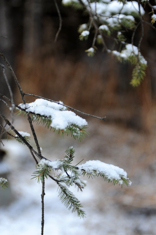 剛下的雪，輕如毛絮。