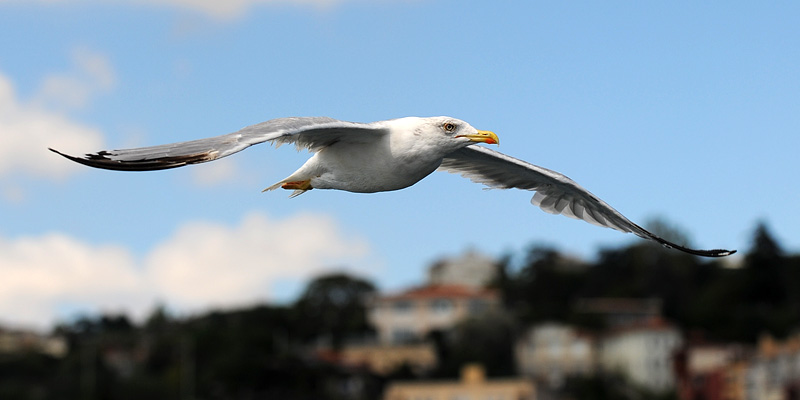 D70_8799a.jpg