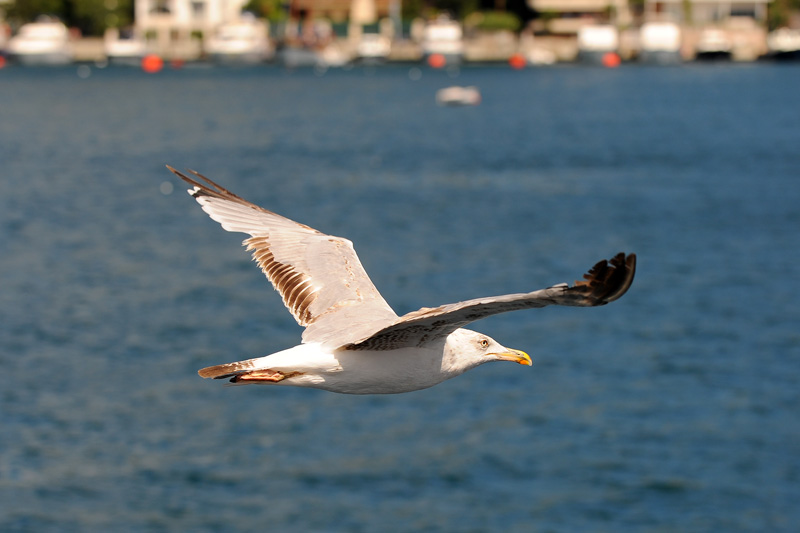 D70_8861a.jpg