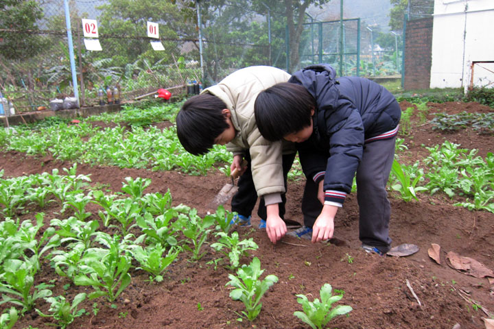 　上次種的花生還未見眉目，這次再播下紅蘿蔔、白菜、生菜種子。