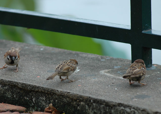 　鳥屋內沒什麼雀仔，鳥屋外卻有不少雀仔。