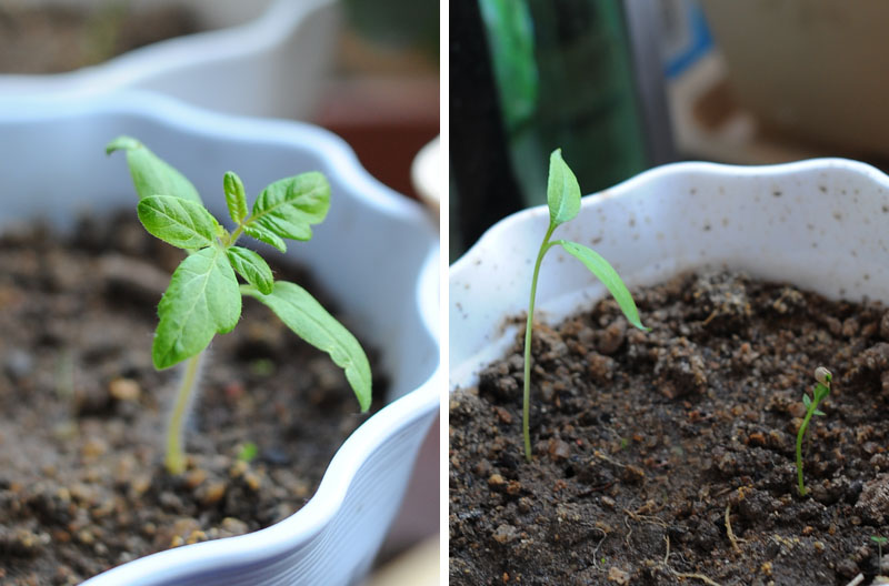 　種了三星期的窗台的朝天椒及小番茄苗子，生長好慢呀！