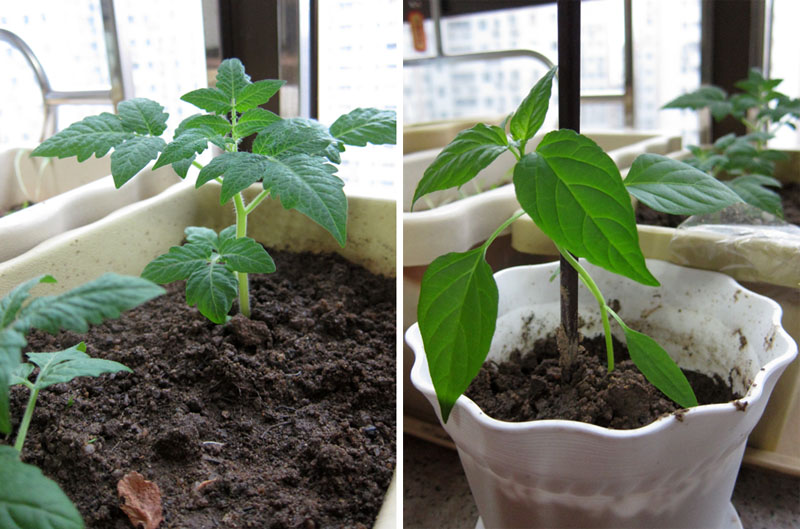 　種子是小蕃茄，試下在家裡看著它日日長大，但非常緩慢，種下種子42天才十多厘米高。<br /><br />　另一棵瘦弱的是小蕃茄同日種下朝天椒。